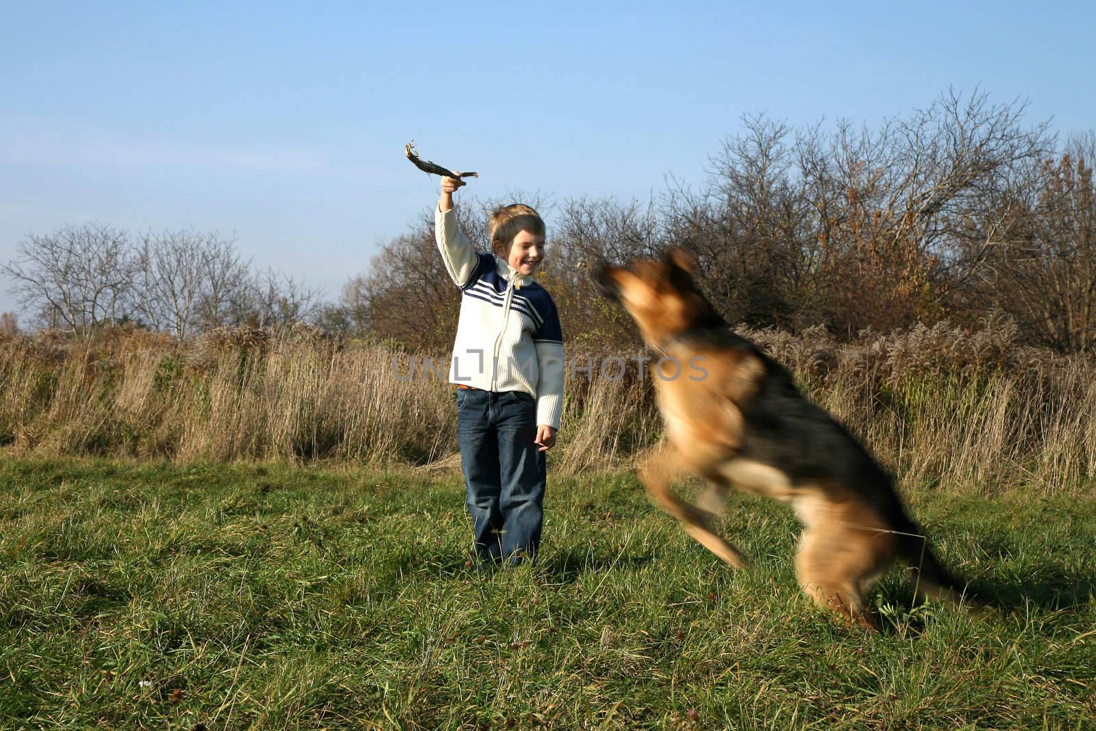 The little boy is training the big dog German Shepherd Dog ). The obedience and the cooperation.