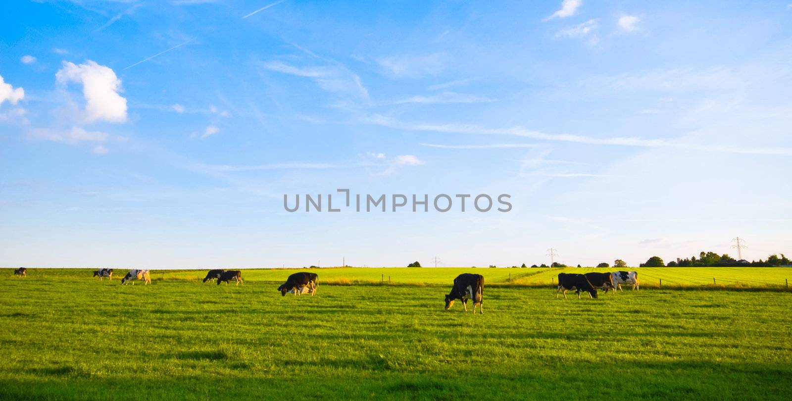 green pasture with grazing cows and blue cloudy sky 