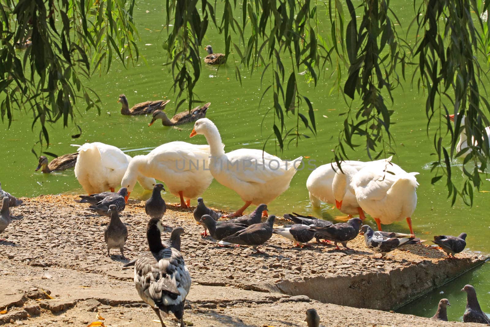 Goose flock by Lessadar