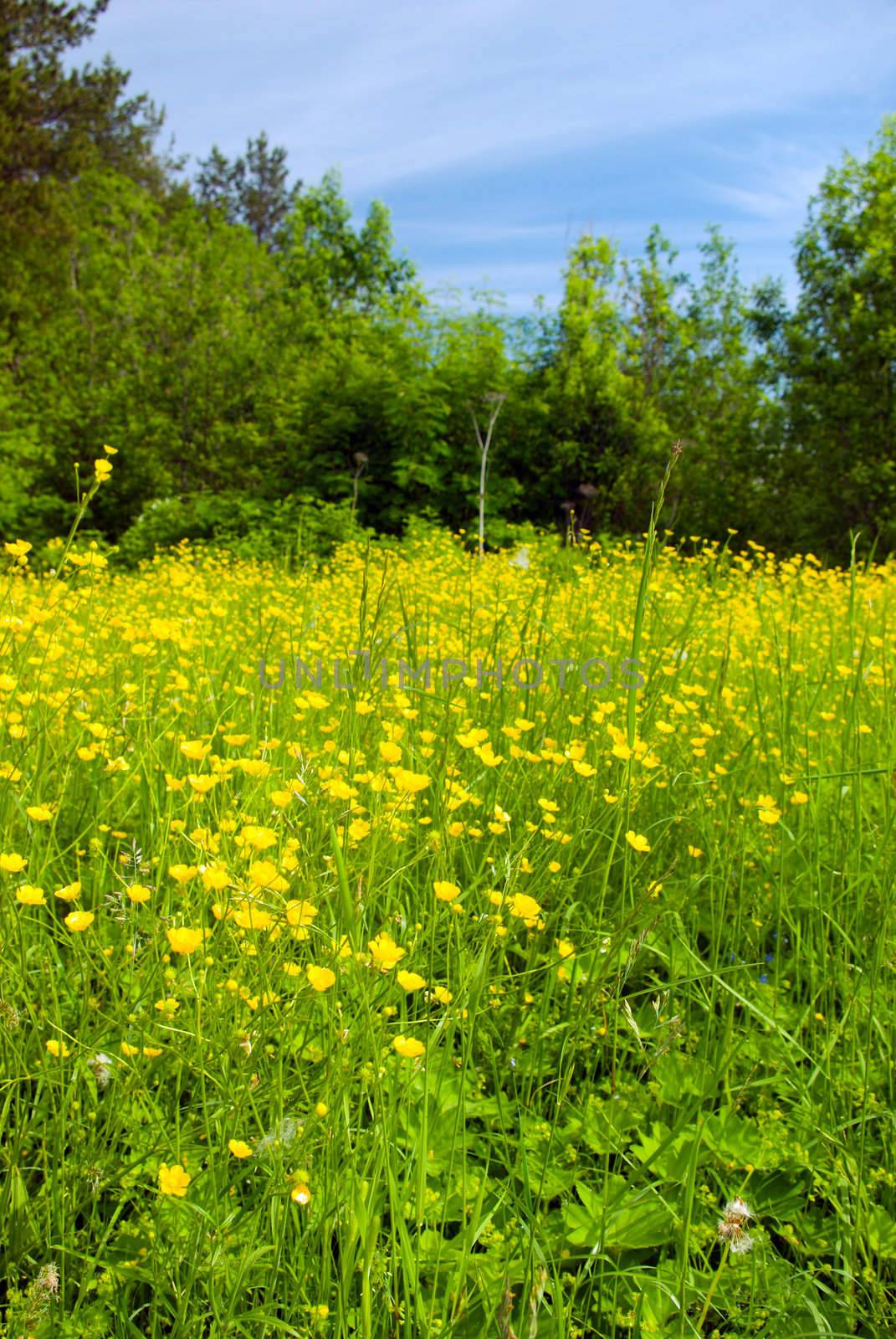 Meadow with yellow  field colour on background blue sky