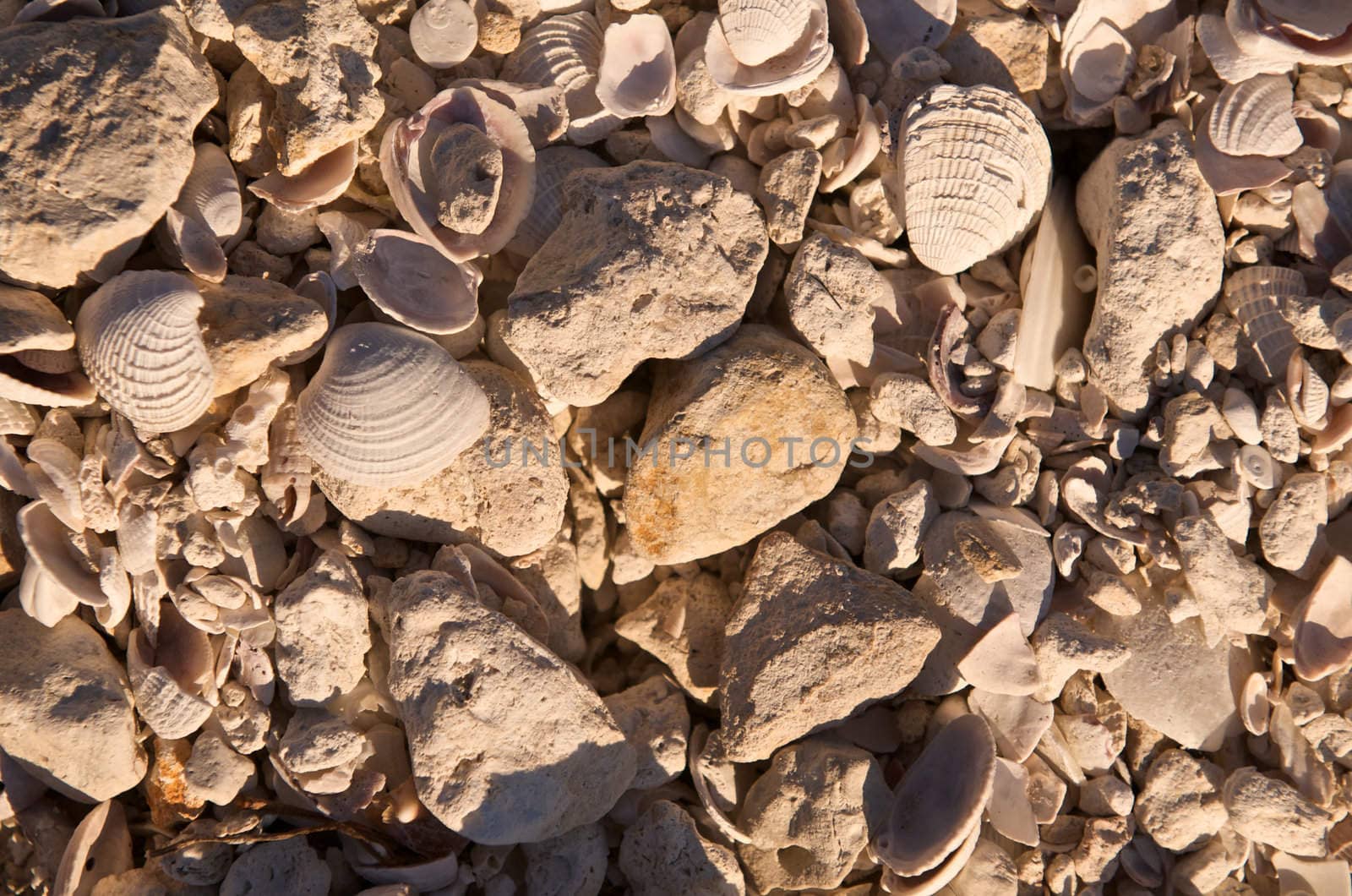 Close up of sea shells and rocks.