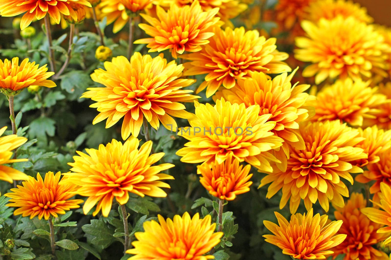 Chrysanthemum by Lessadar