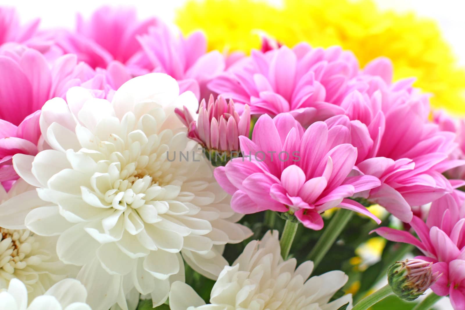 Chrysanthemum colors by Lessadar