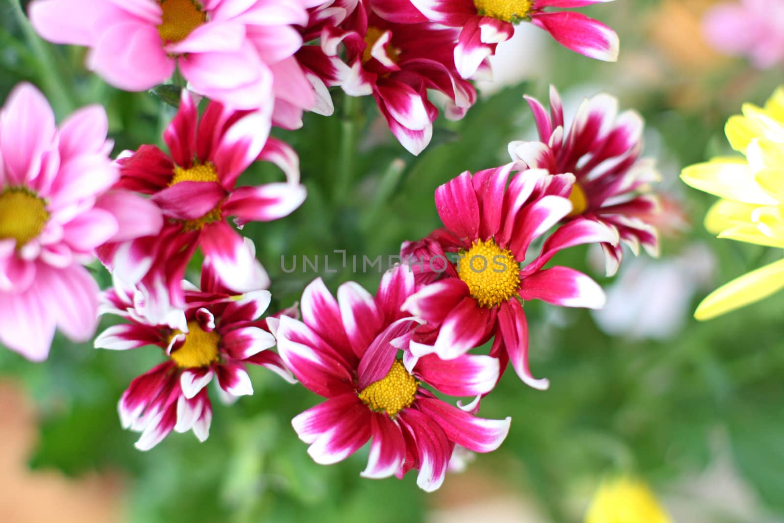Close up of the colorful chrysanthemum