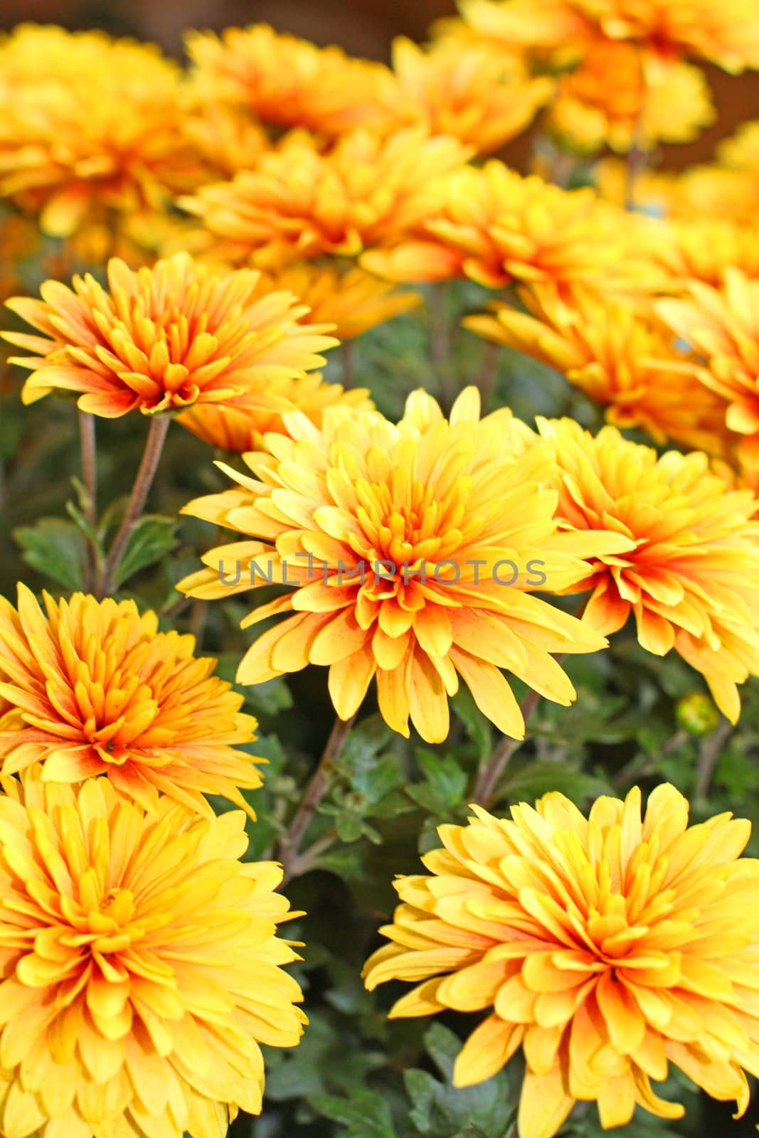 Close up of the colorful chrysanthemum