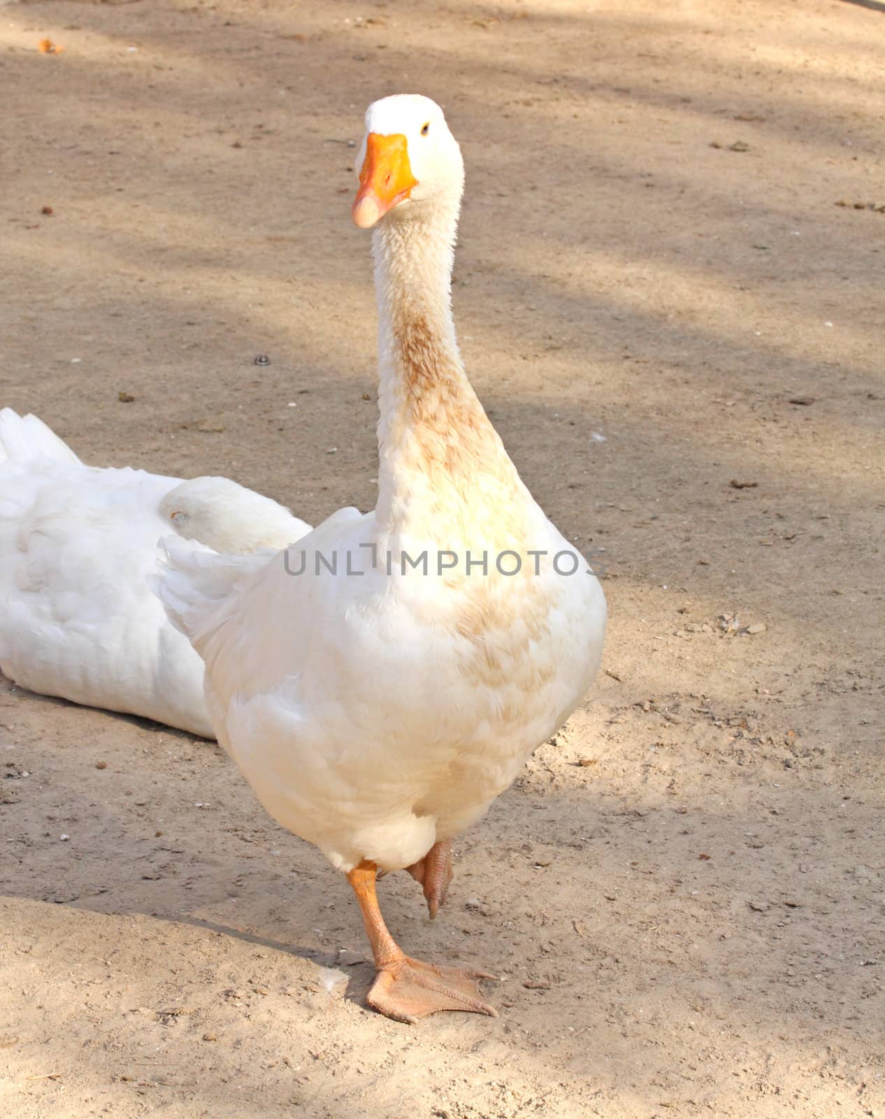 Close up of the white domestic goose