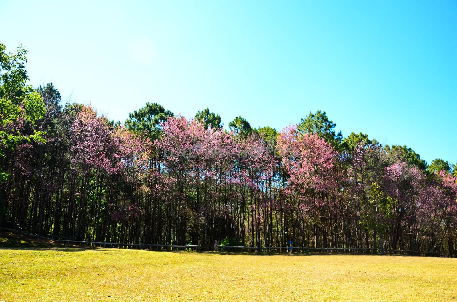 Colorful trees in the forest in autumn, In the deep forest of northern Thailand.