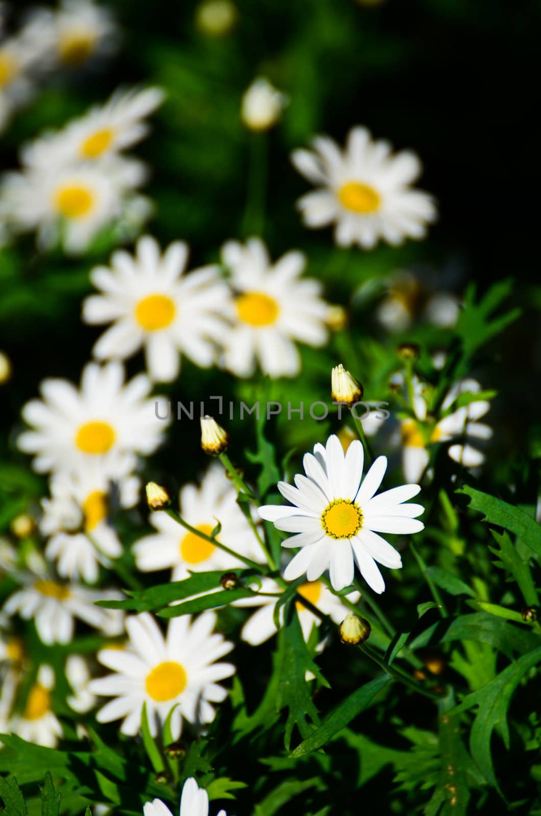 white flower in garden