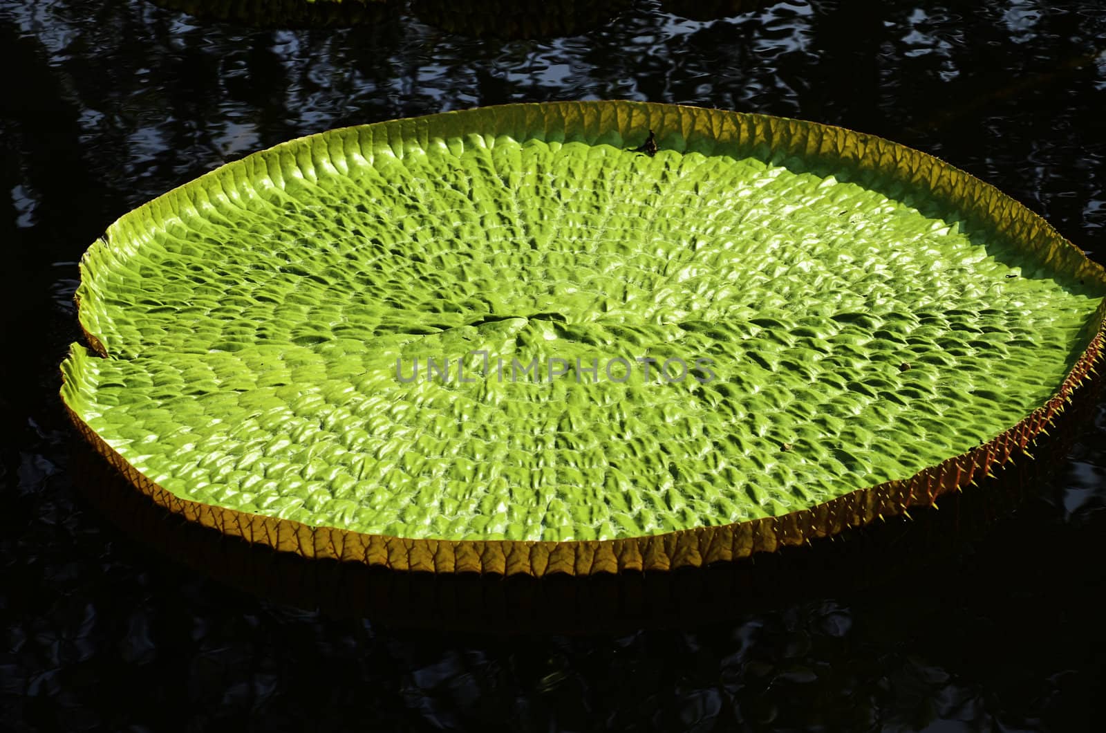 lotus leaf in the pond