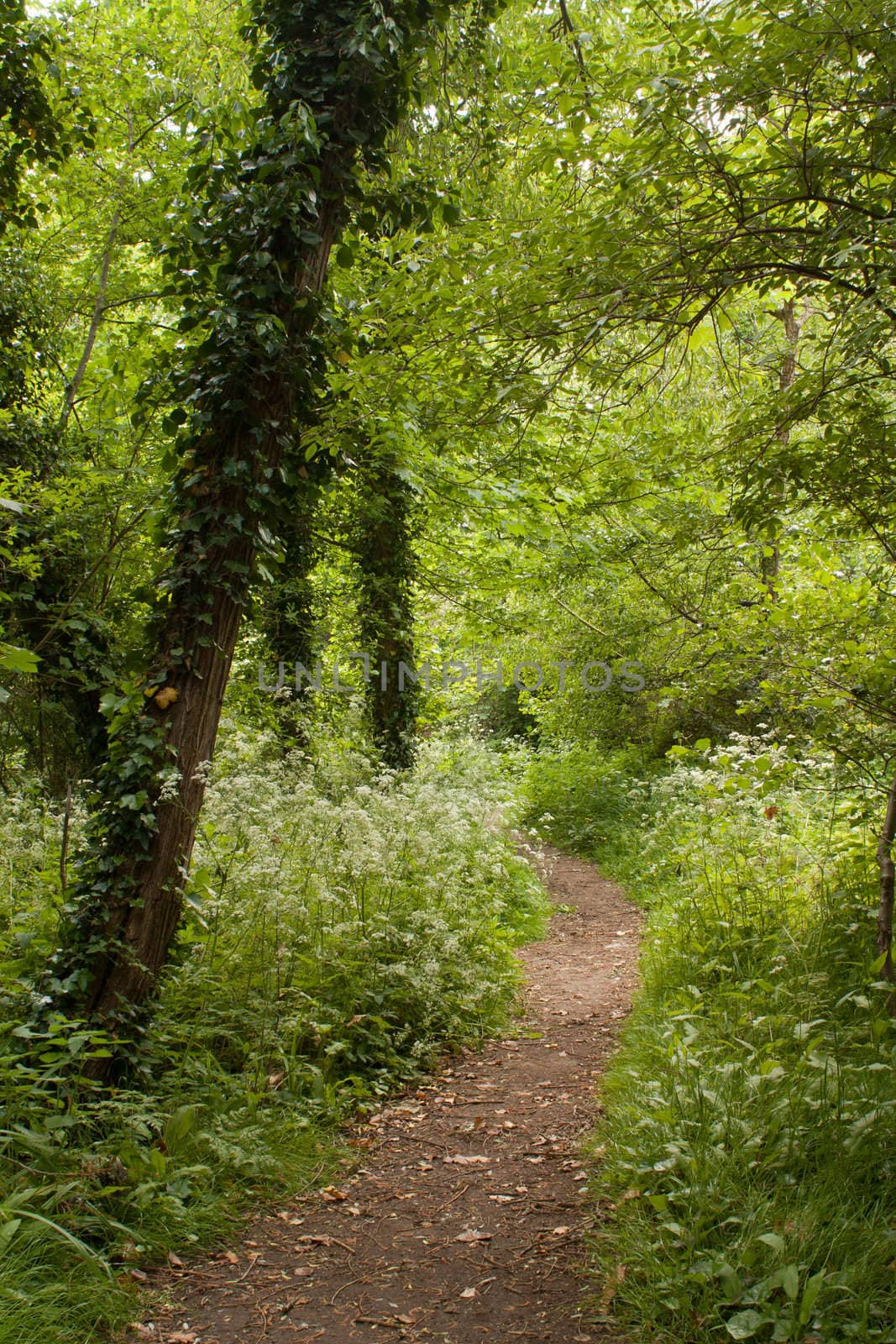 Footpath between trees in summer