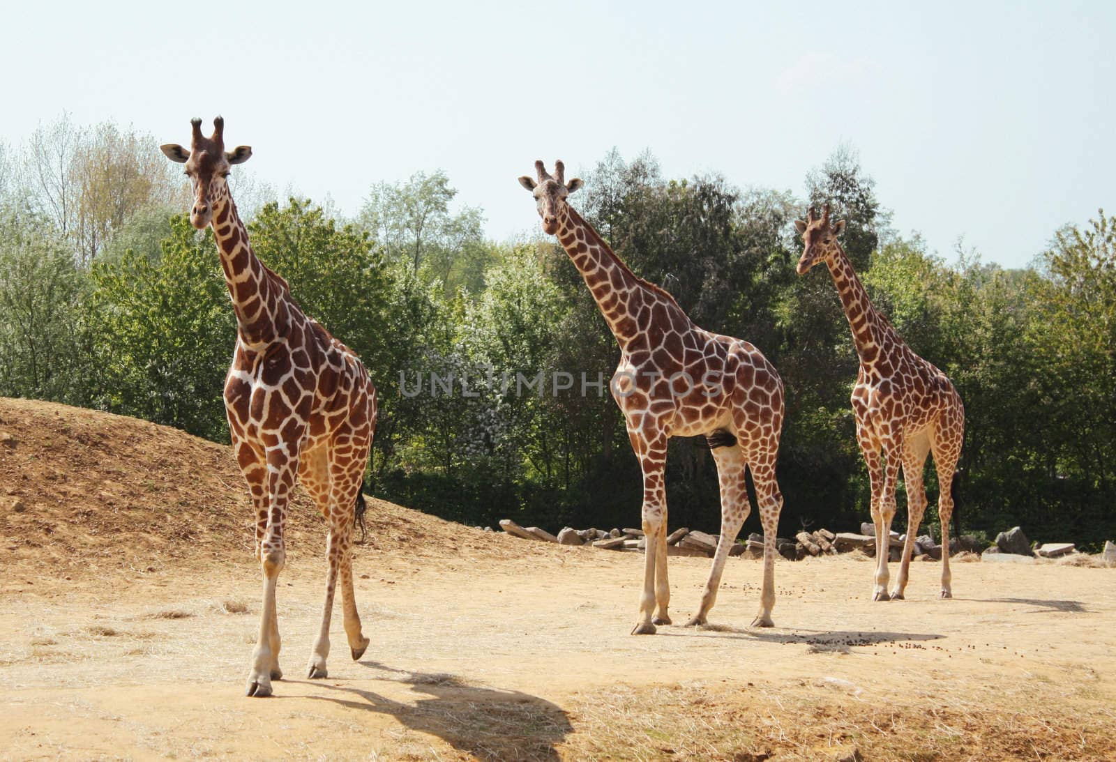 Three giraffes walking in the wild.