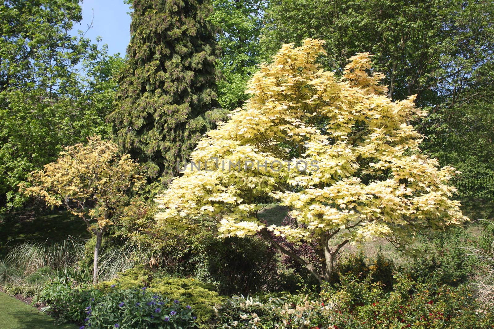 Different varieties of trees with new spring foliage.