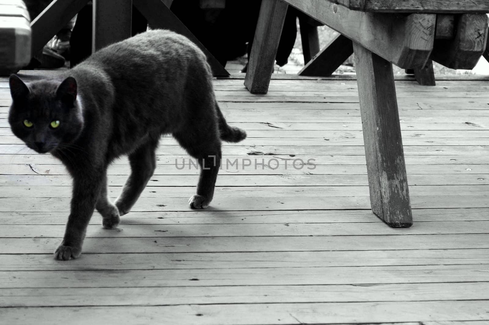 black green-eyed cat being catched up