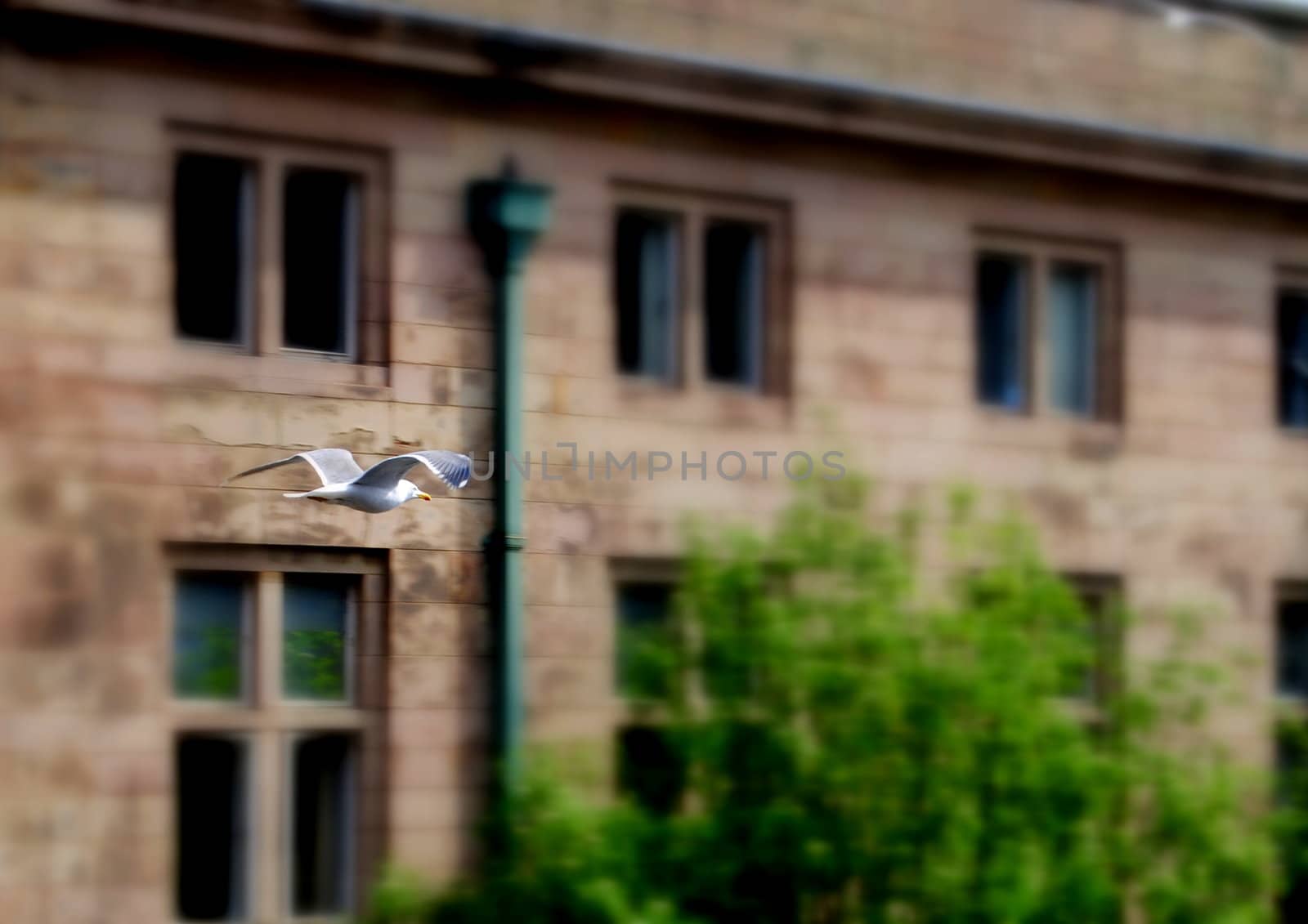 a bird flying by the building