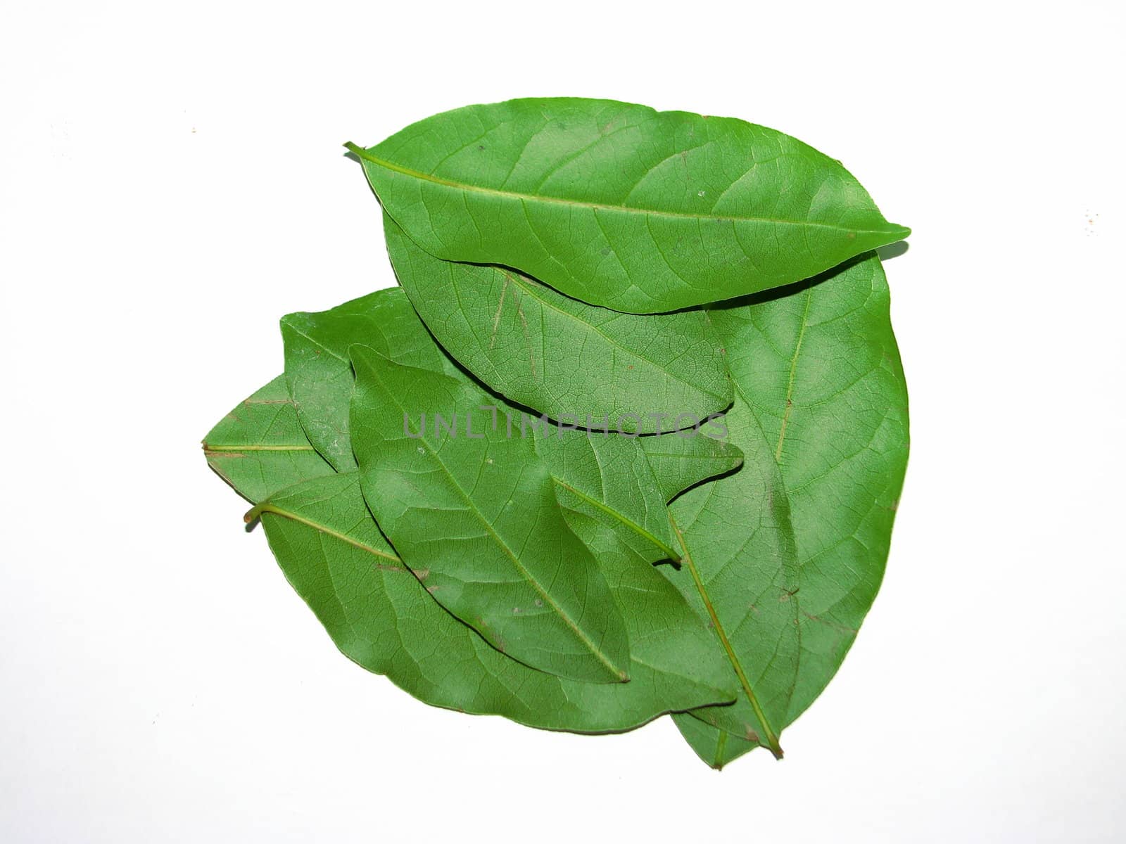 bay leaves