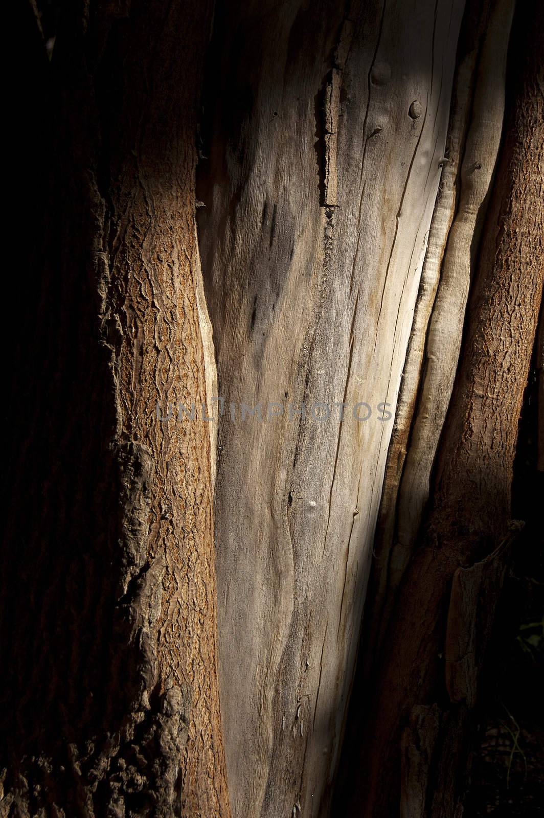 Photo of a particular tree bark with light and shadow