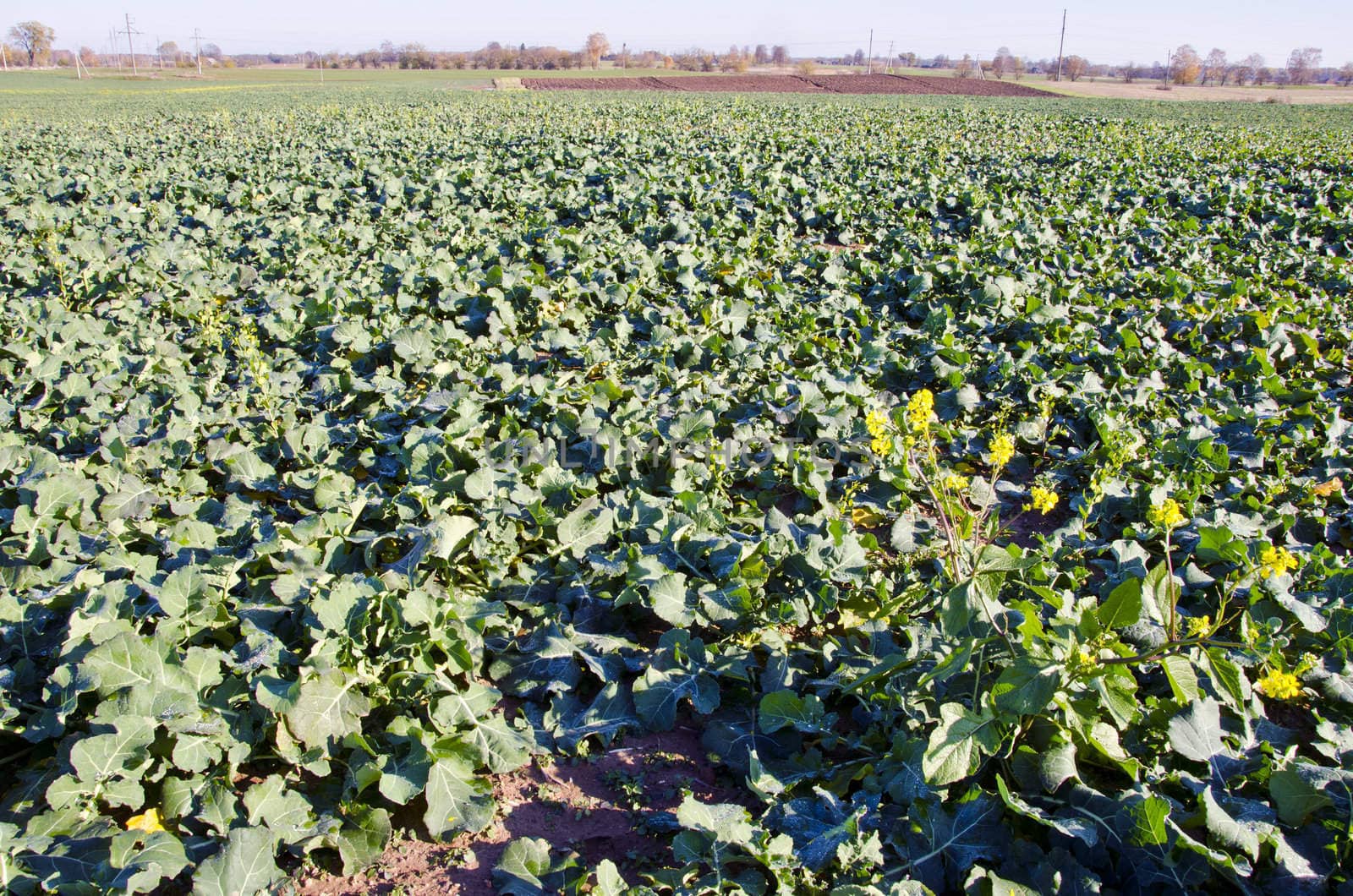 Agricultural green rapeseed field in autumn. Natural view.