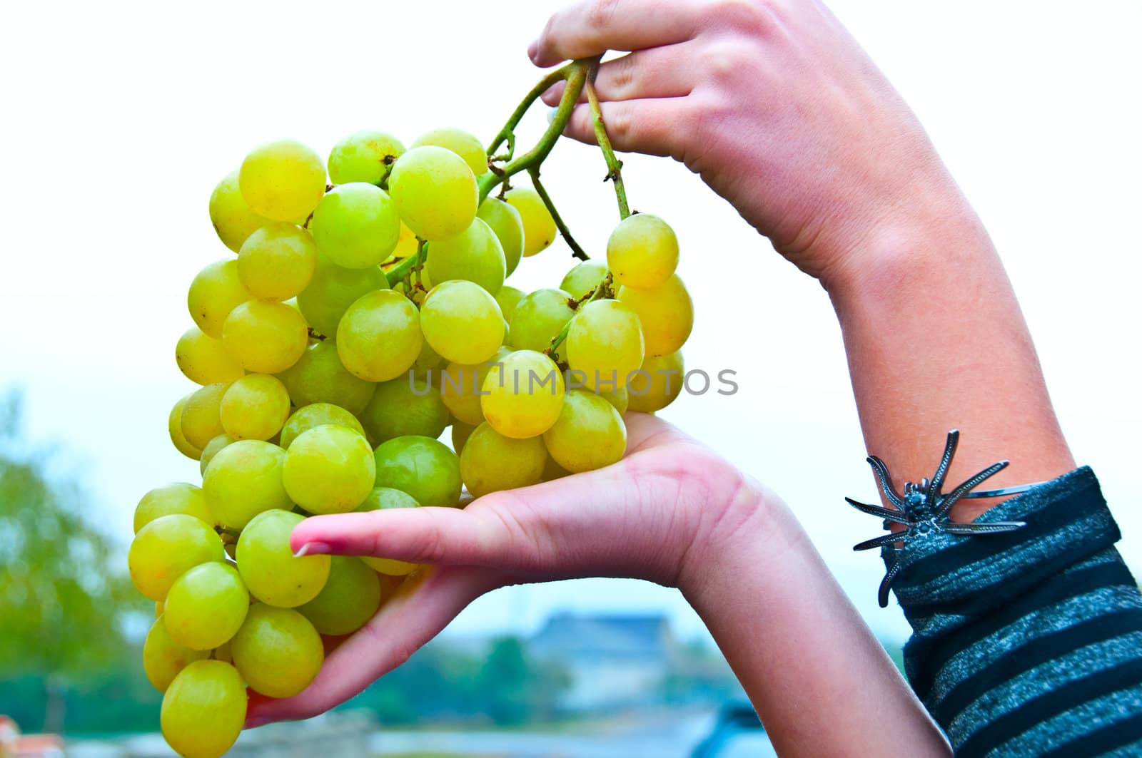 A large branch of white sweet grapes in the hands of the girl in the sky