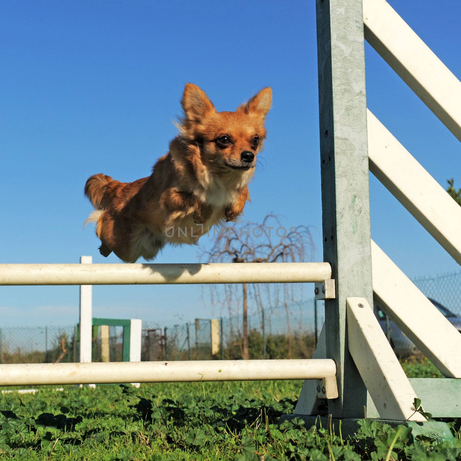 portrait of a cute purebred chihuahua in a training of agility