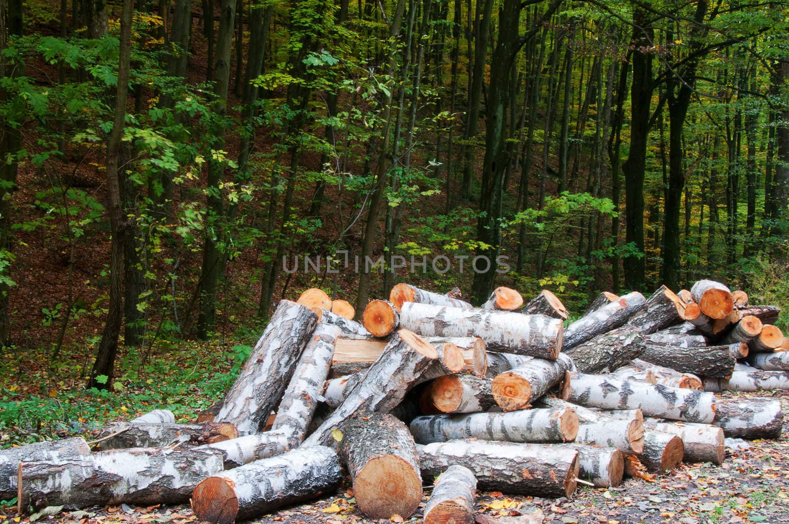 Wood of birch, sawed in the forest in winter for heating furnace