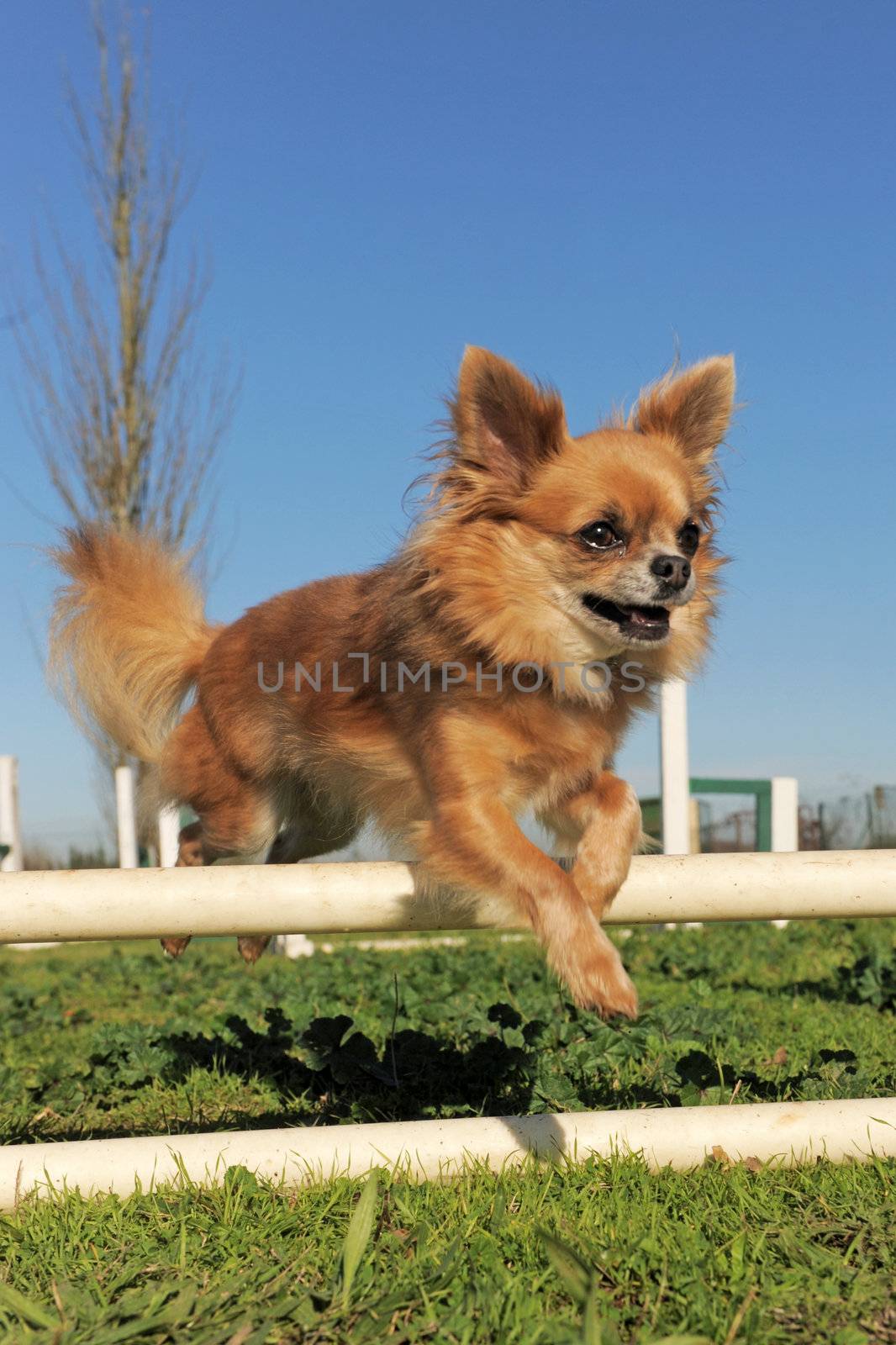 portrait of a cute purebred chihuahua in a training of agility