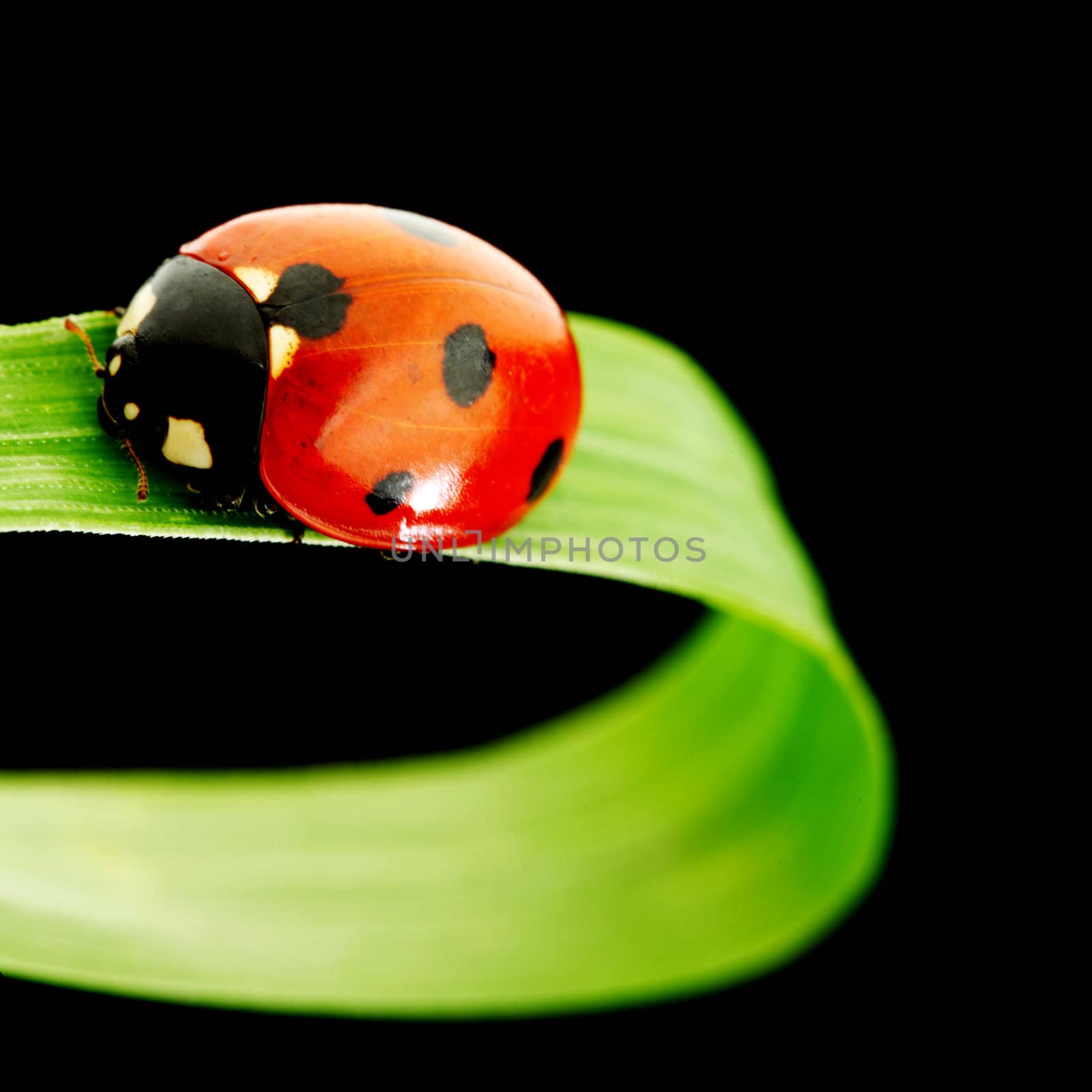 ladybug on grass isolated black background