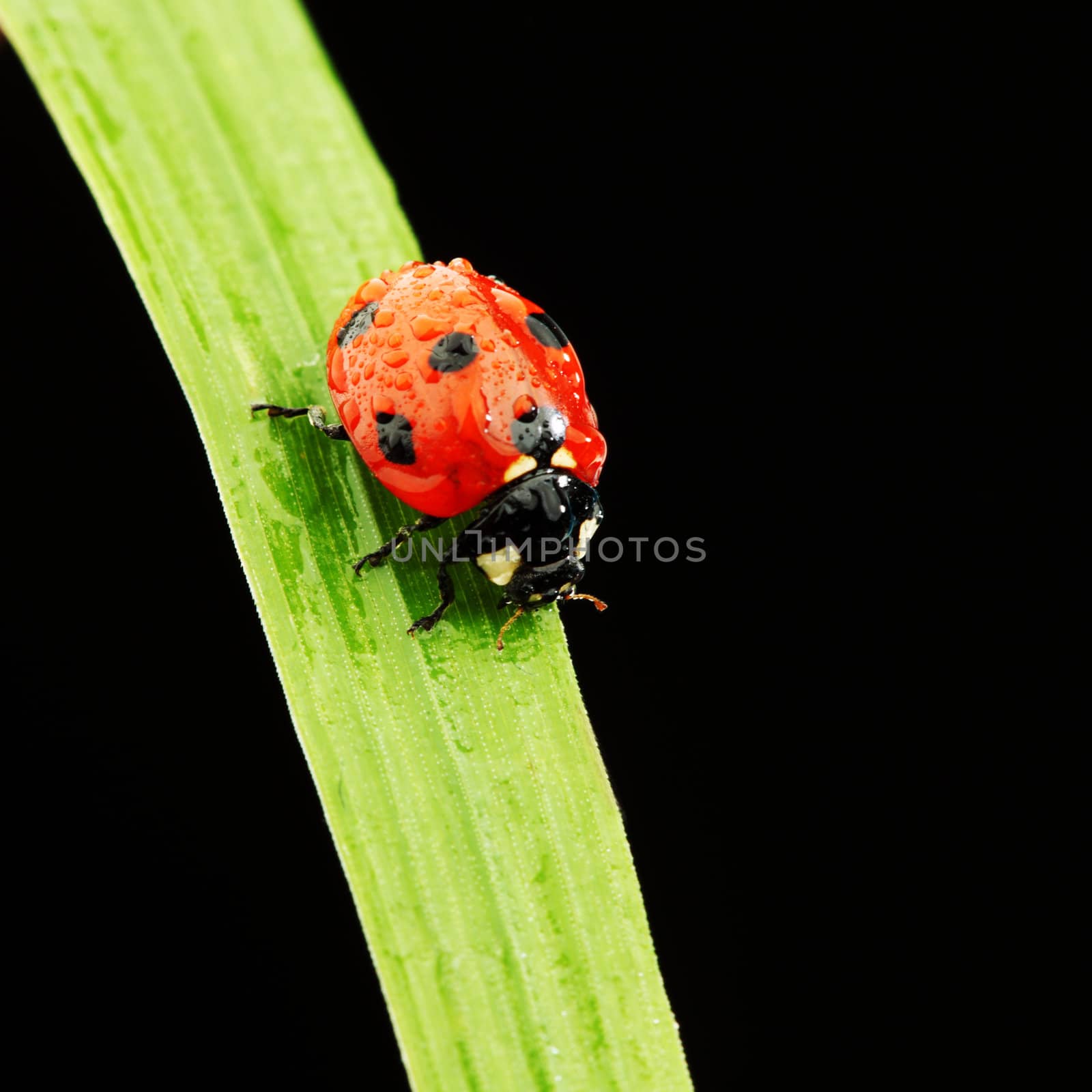 ladybug isolated on black by Yellowj