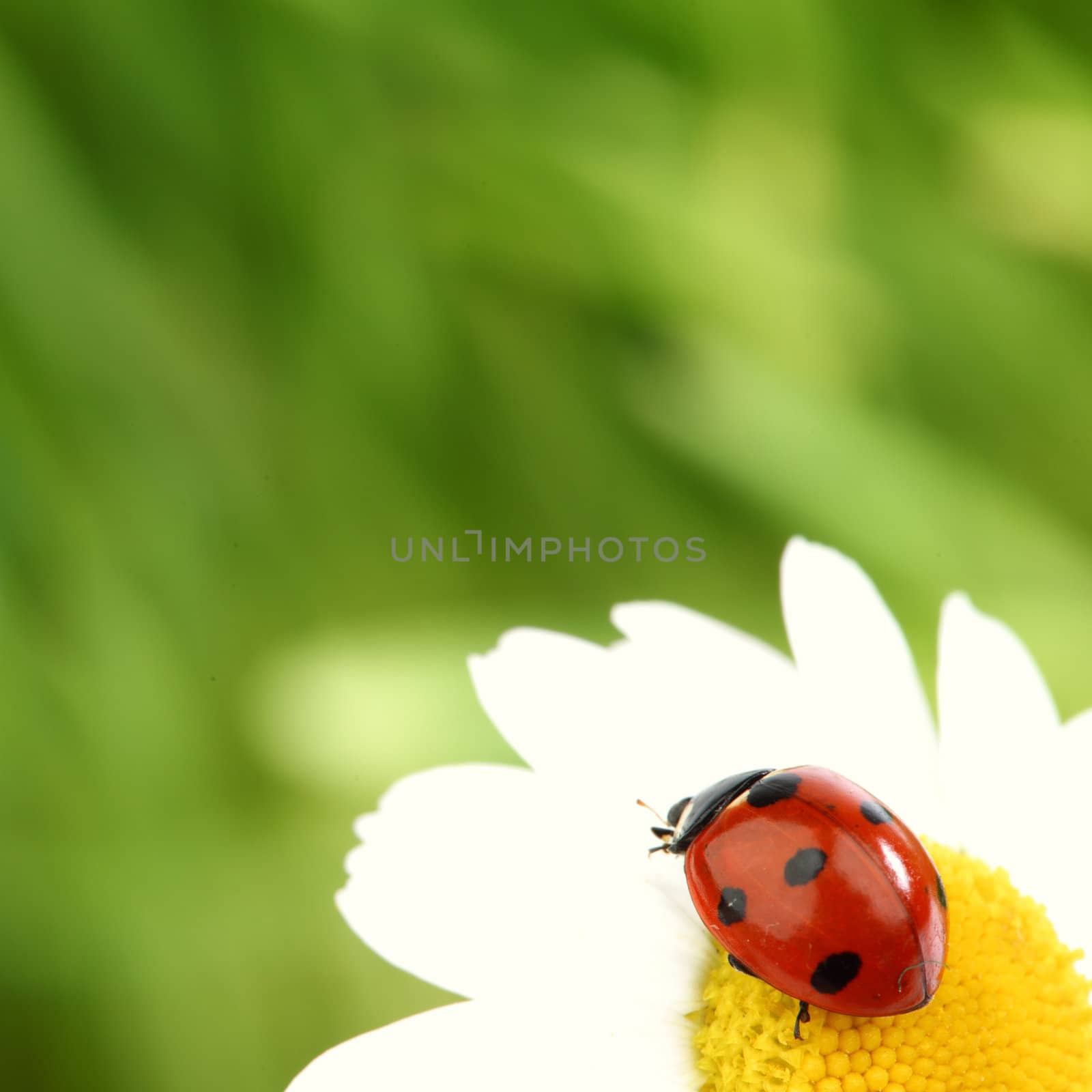 ladybug on camomile green grass background