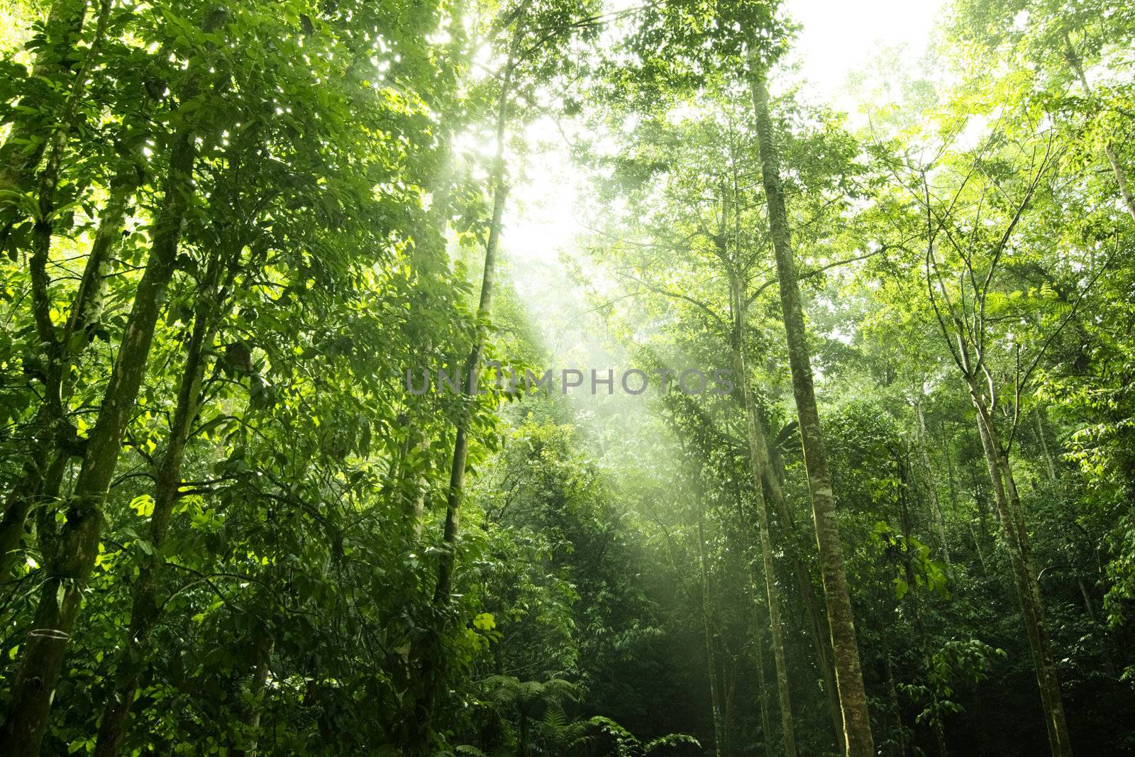 Forest sunlight by szefei