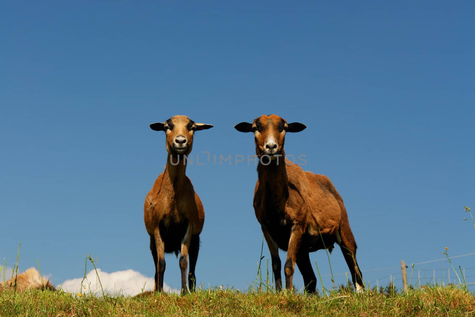 brown sheep on a hill