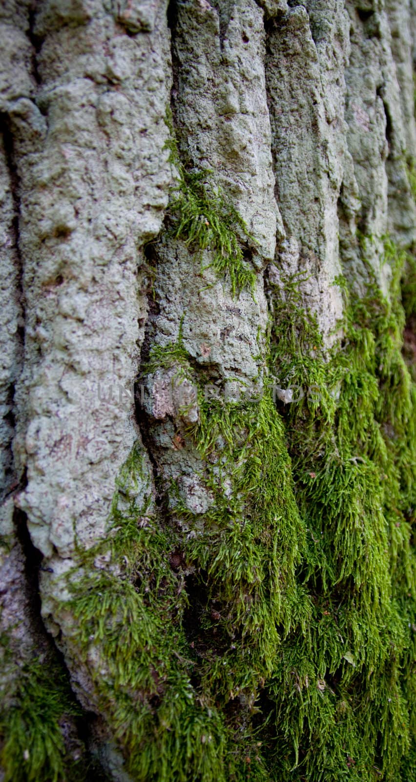 some old tree detail with green moss