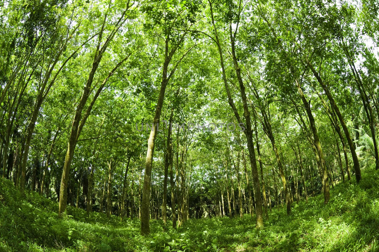 Fish eye view landscape of rubber trees
