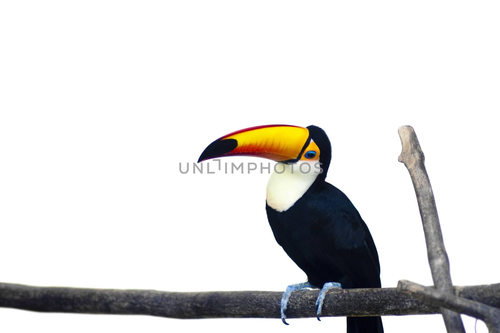 A beautiful portrait of a toucan against a white background.