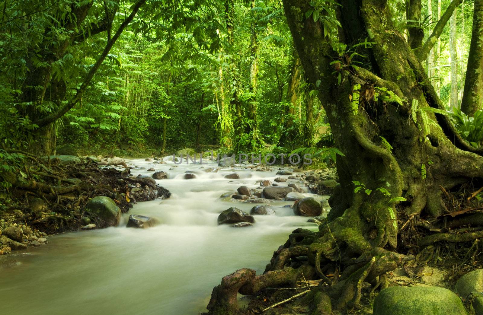 Tropical rainforest and river at Selangor State, Malaysia, Asia.