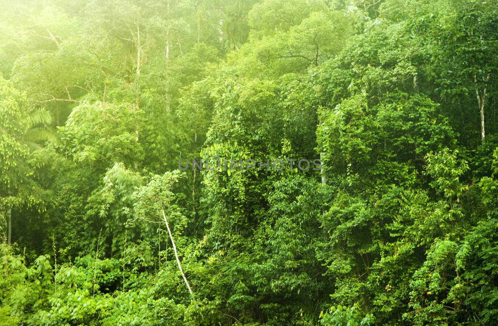 Tropical forest in morning mist, Malaysia, Asia.