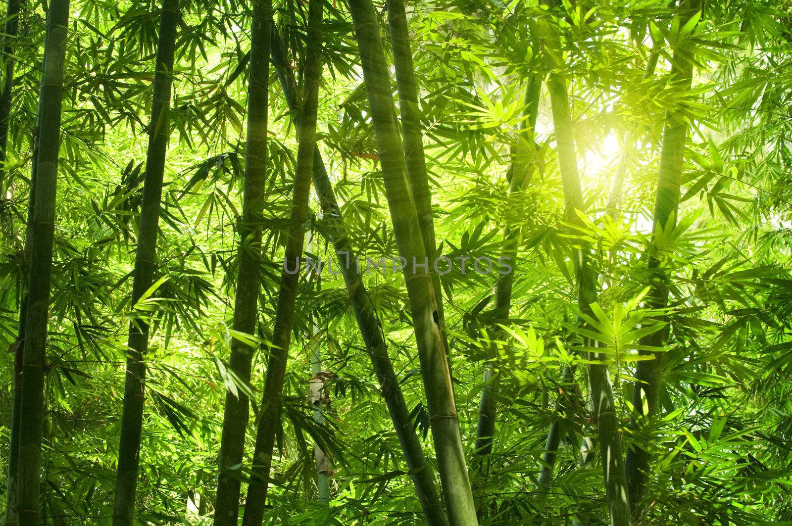 Bamboo forest.  by szefei