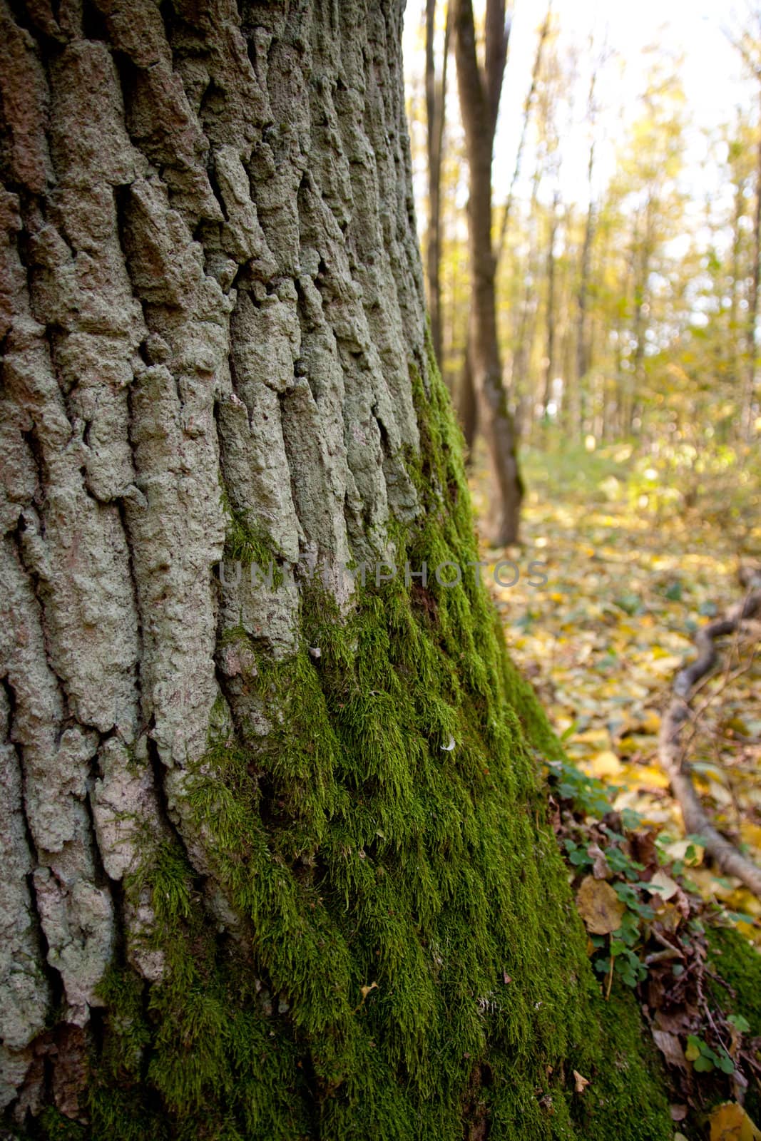 some old tree detail with green moss