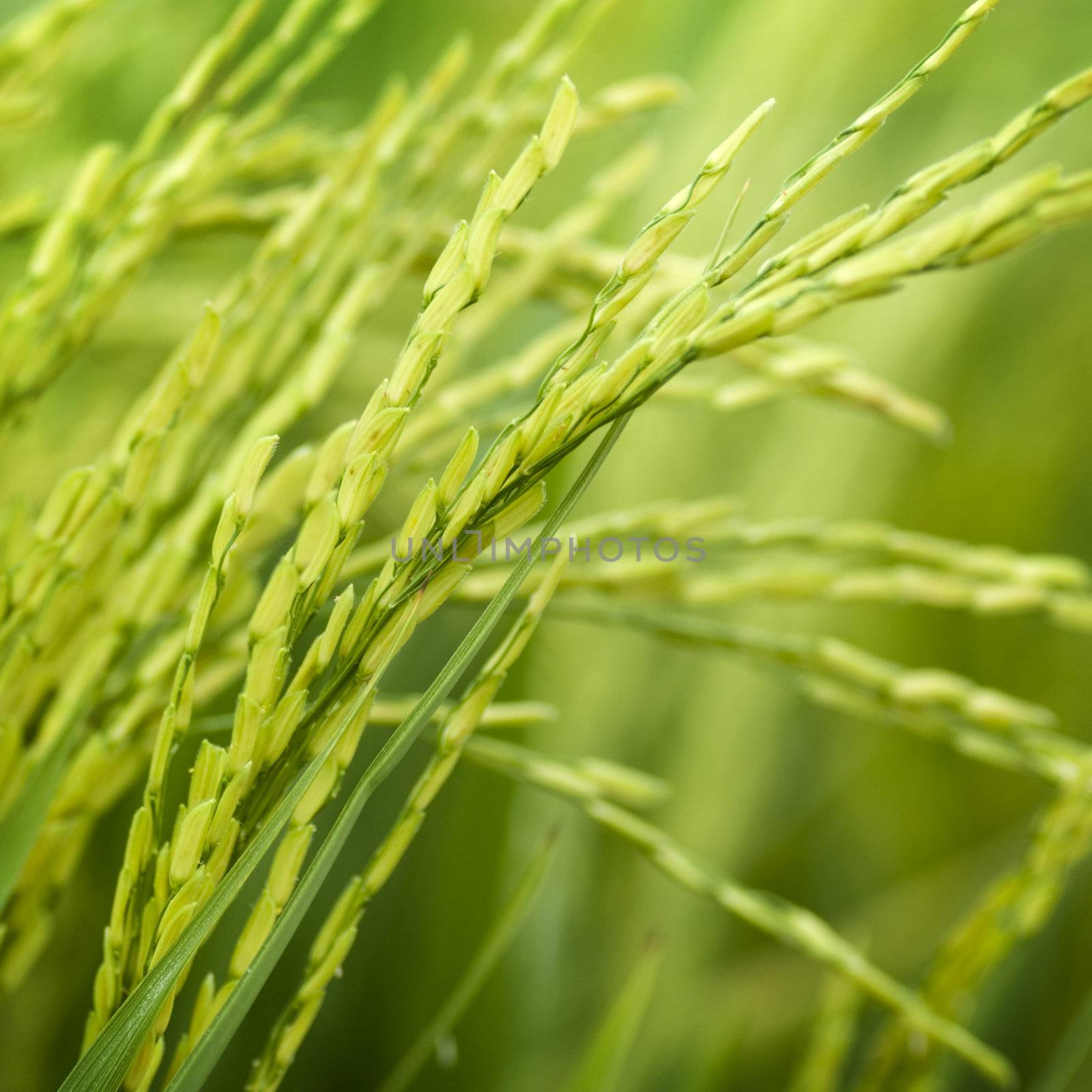 Close up of green paddy rice plant