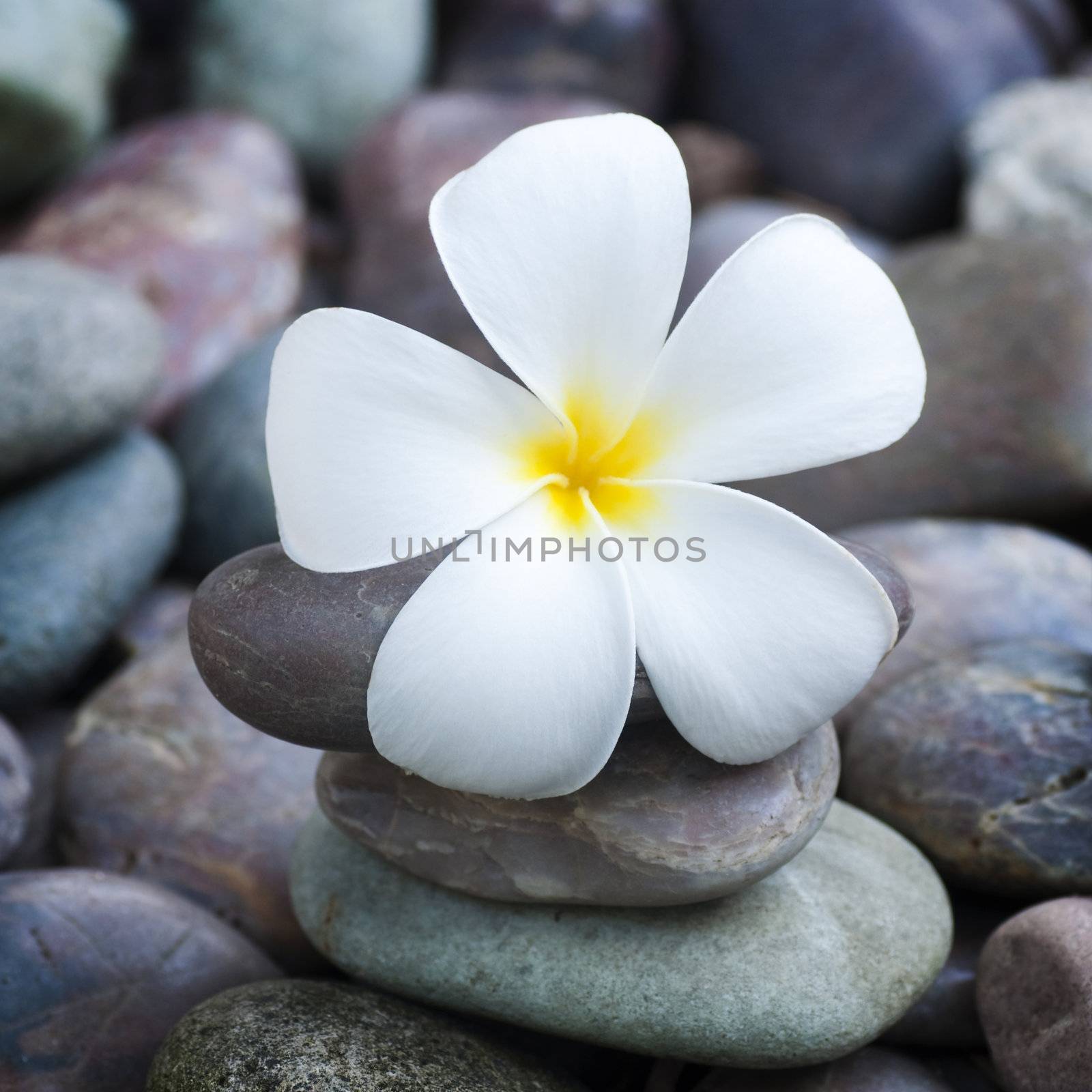 White frangipani and therapy stones