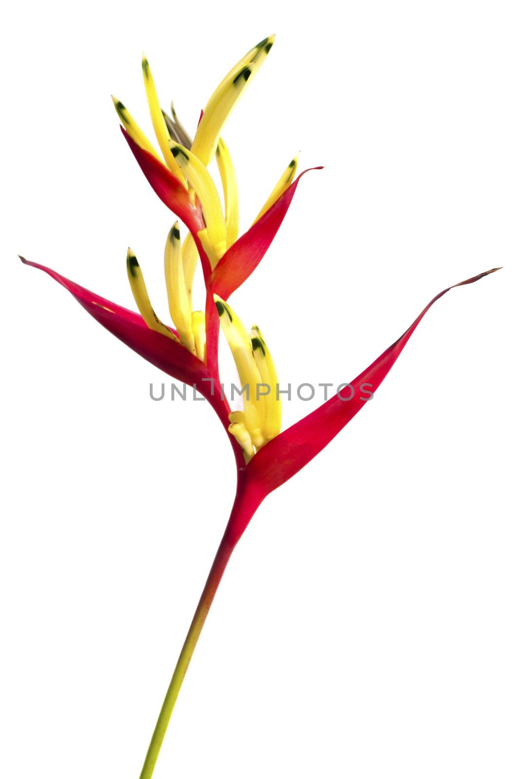 A Bird of Paradise flower isolated on a white background.