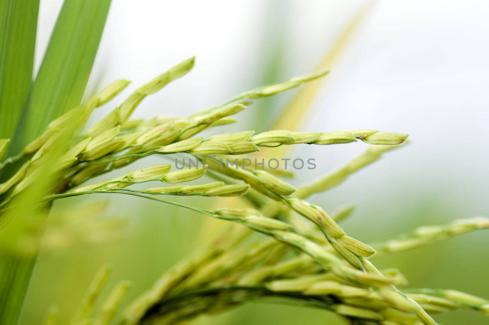 Close up of green paddy rice. 