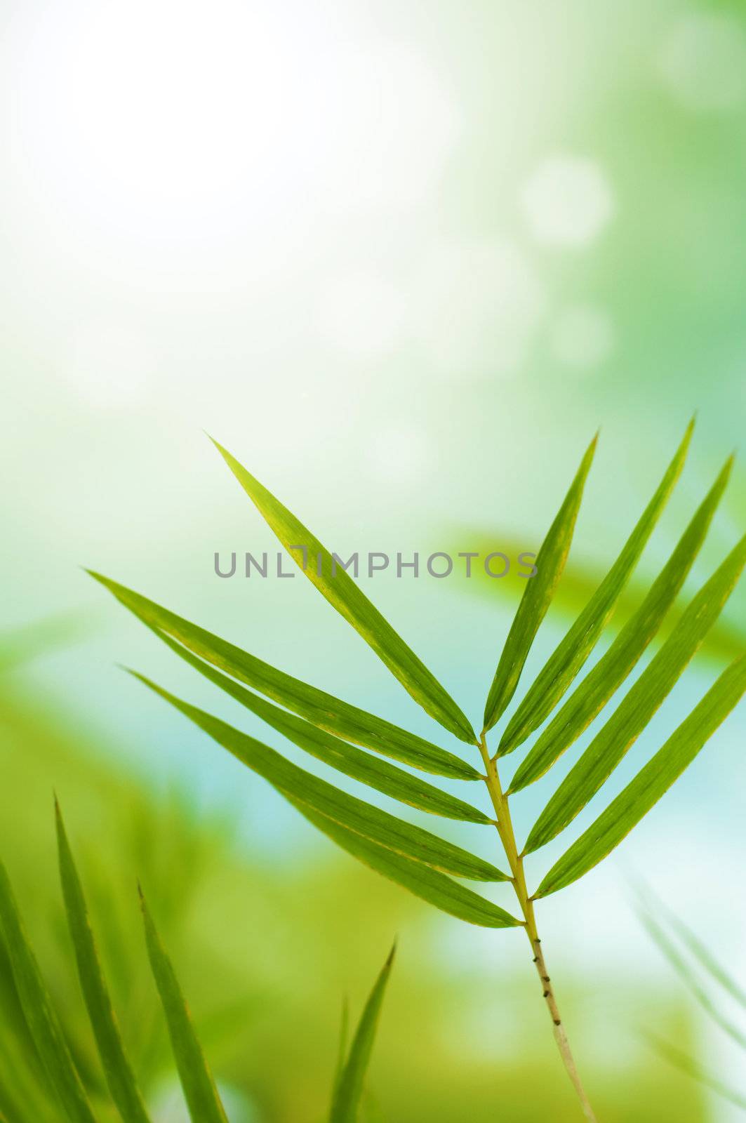 Close up bamboo leaves with copy space on top