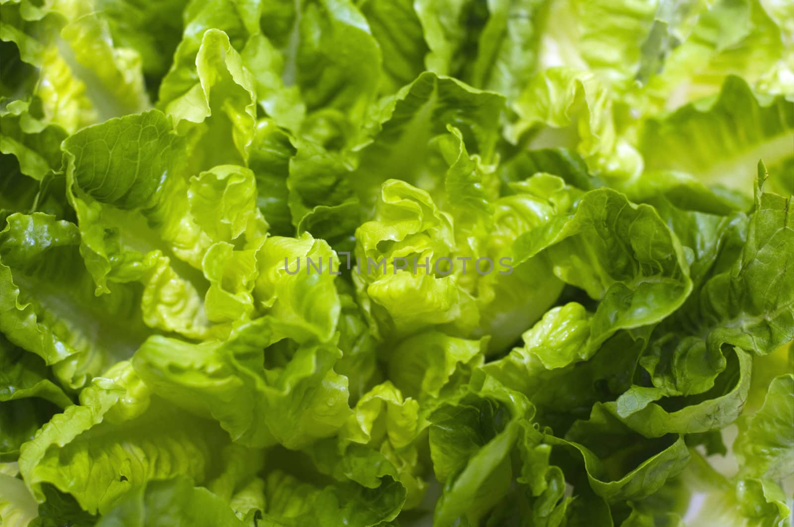 Full frame close up photo of a Butterhead Lettuce