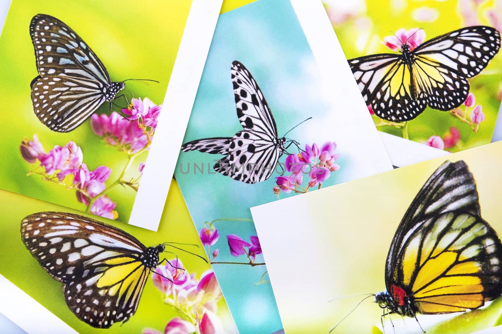 Stack of butterfly postcard, All image belongs to me.