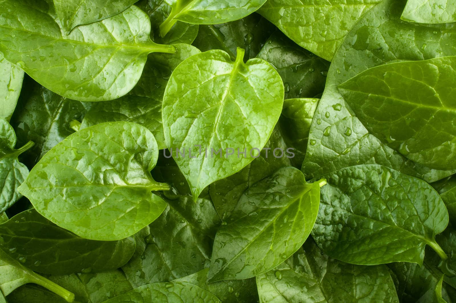Stack of fresh malabar spinach vegetable leaves.