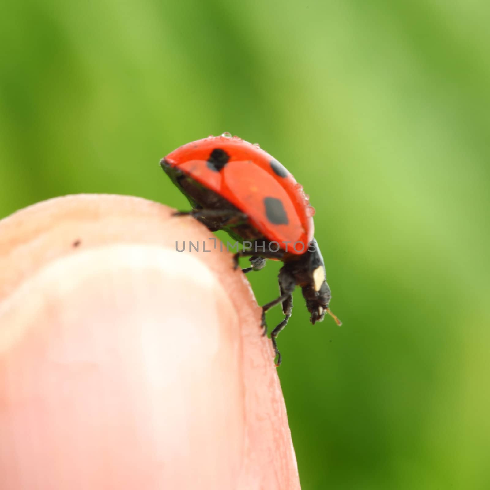 ladybug on finger green grass background