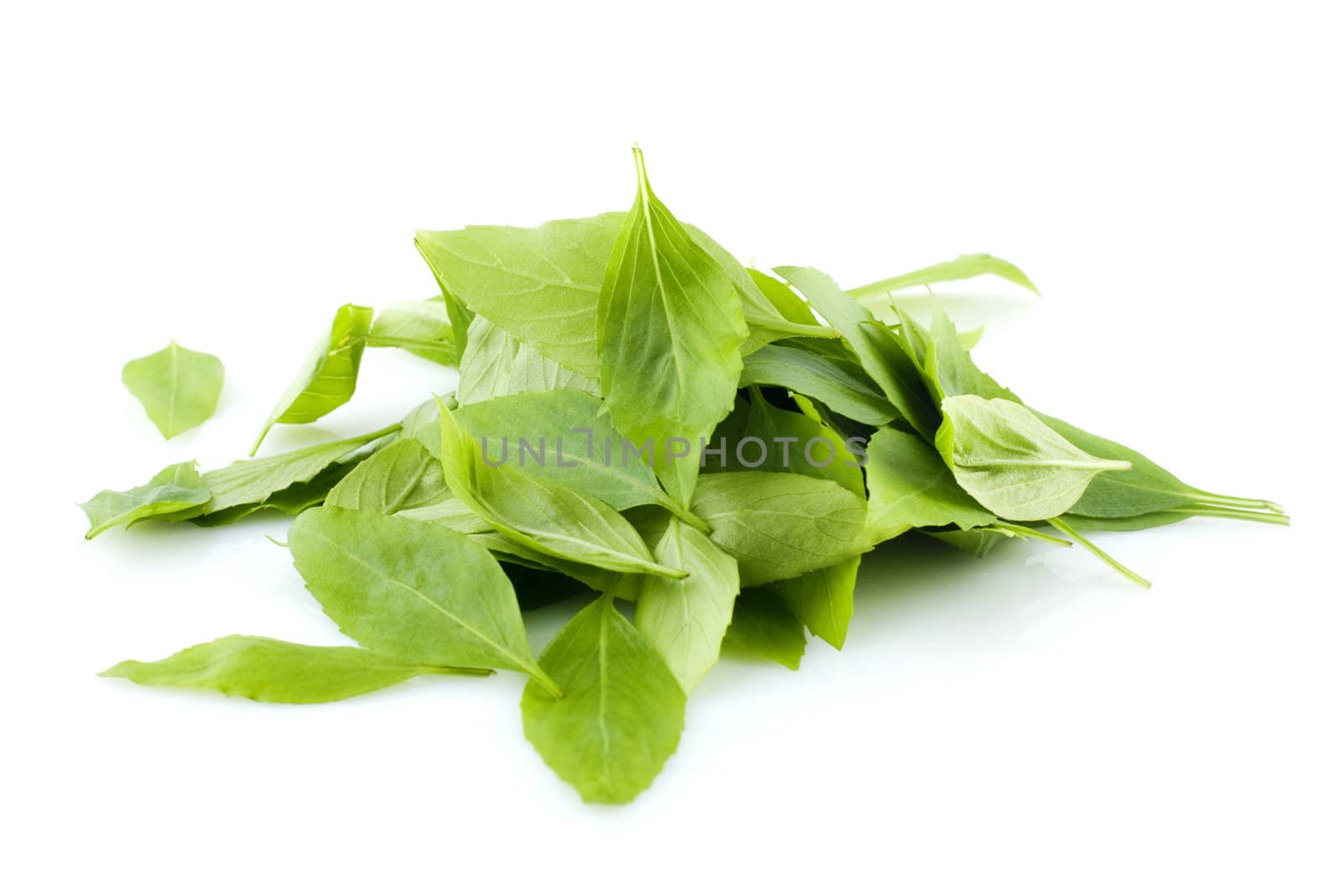 Pile of fresh basil leaves on white background