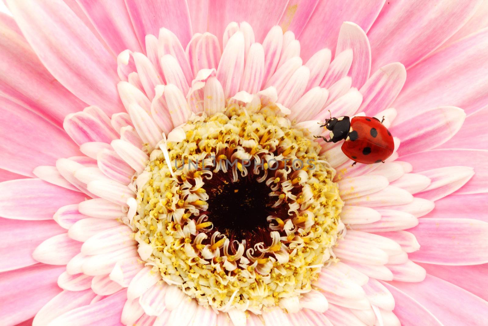 ladybug on pink  flower isolated on white background