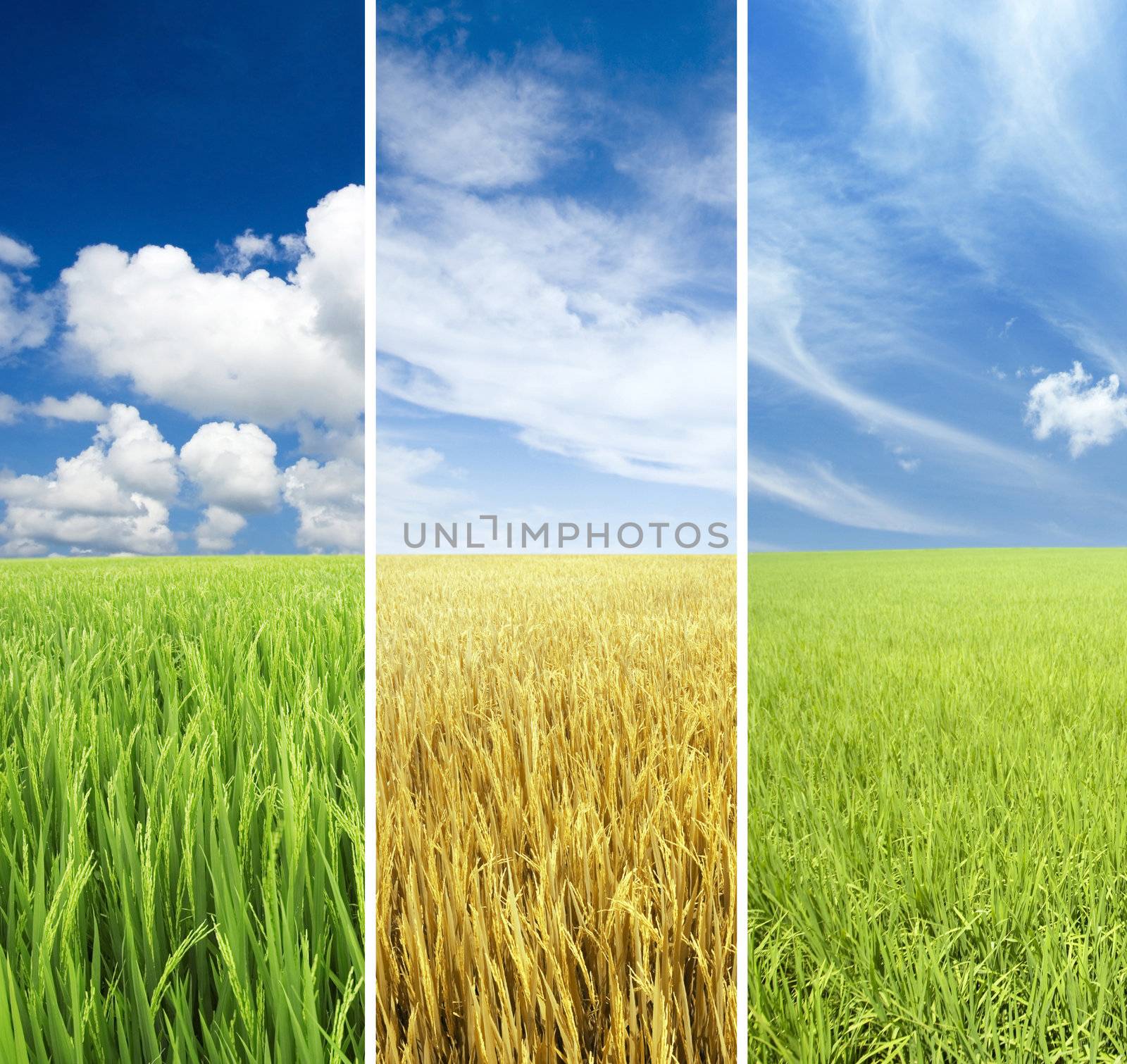 Collage photo of Paddy and Sky in different seasons