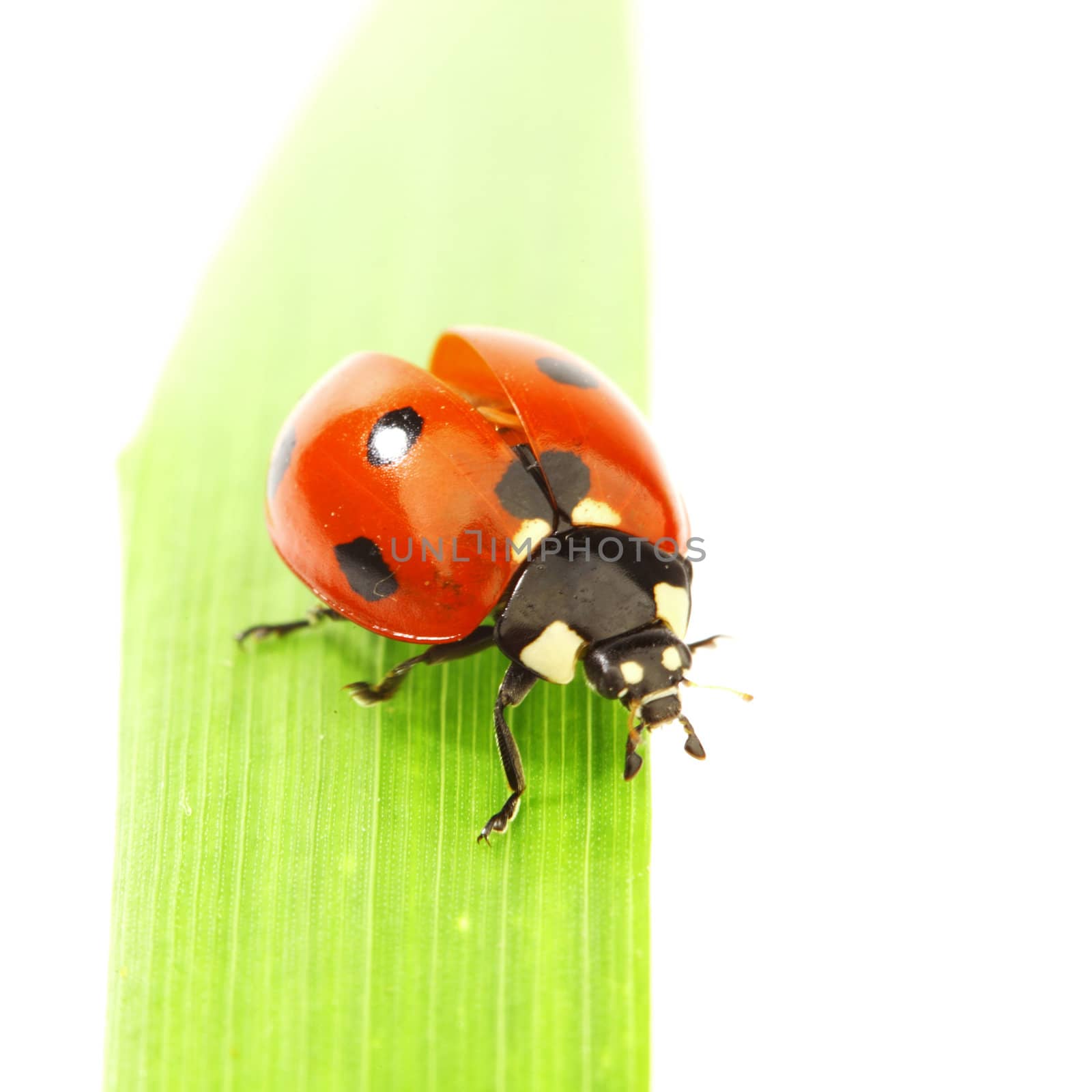 ladybug on green grass isolated white background